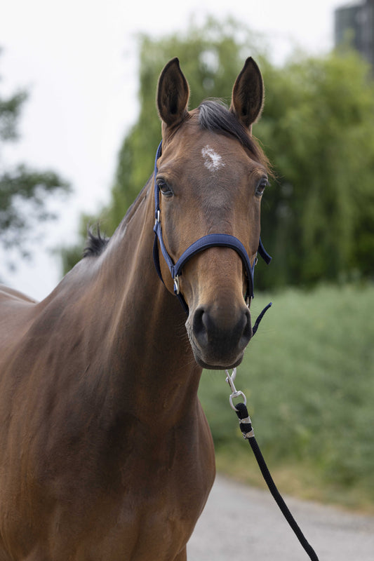 Licol - Satine - Norton