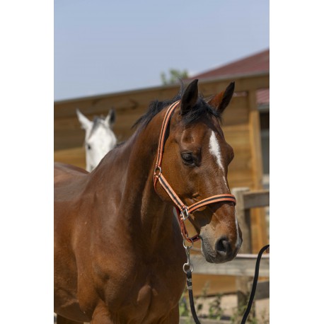 Cabezadas Licol - Satine - Norton para equitación - vista 4