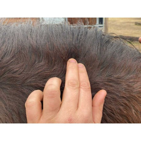 Accesorio ecuestre Loción - DERFEN™ Clear - Animaderm para equitación - vista 6