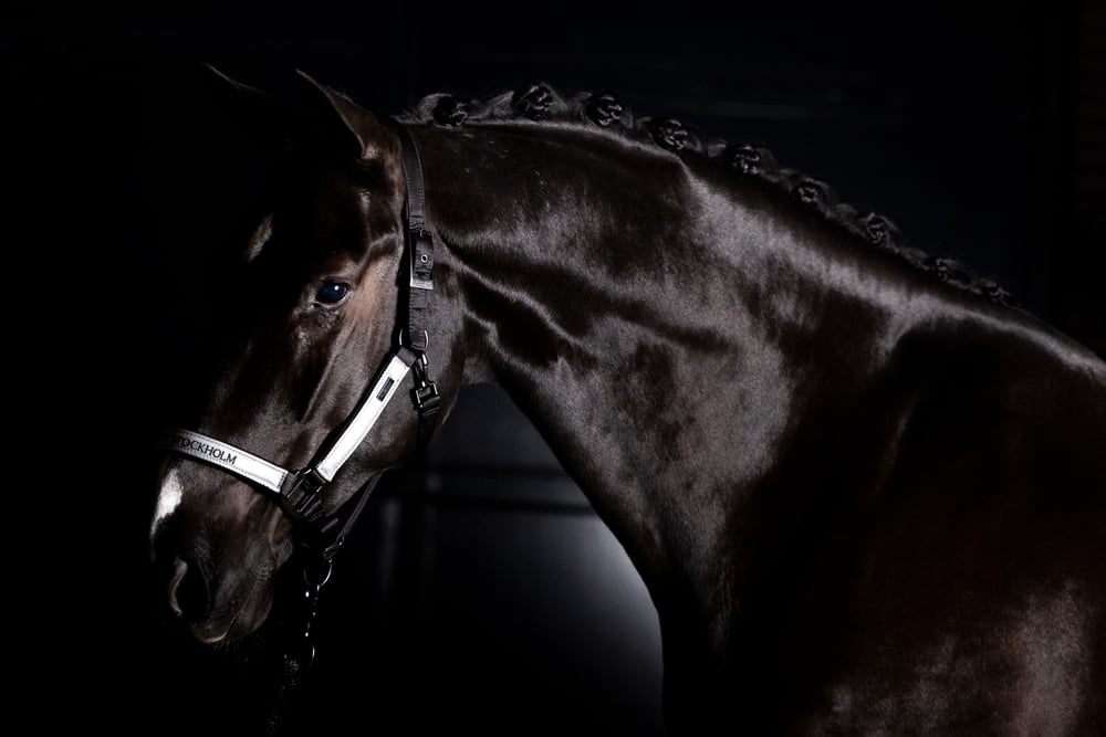 Clean Halter & Lead Rope Equestrian Stockholm Reflective Halter & Lead Rope detalle 3