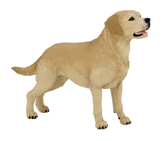 Labrador - Papo