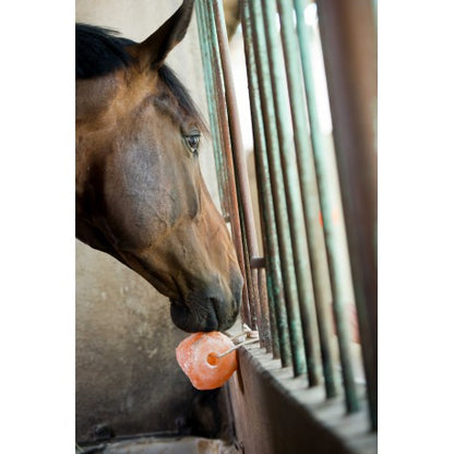 Accesorio ecuestre Piedra de sal del Himalaya - Hippotonic para equitación - vista 4