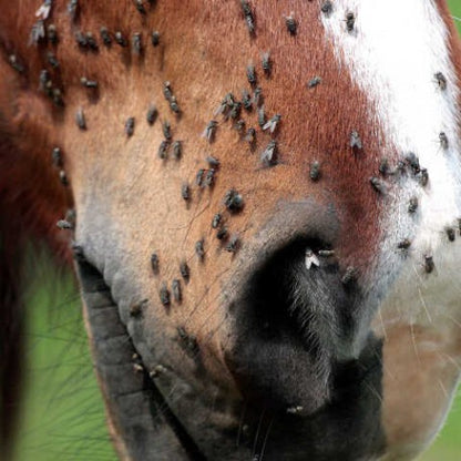 Repelente - DERFLY™ - Animaderm para equitación - vista 5