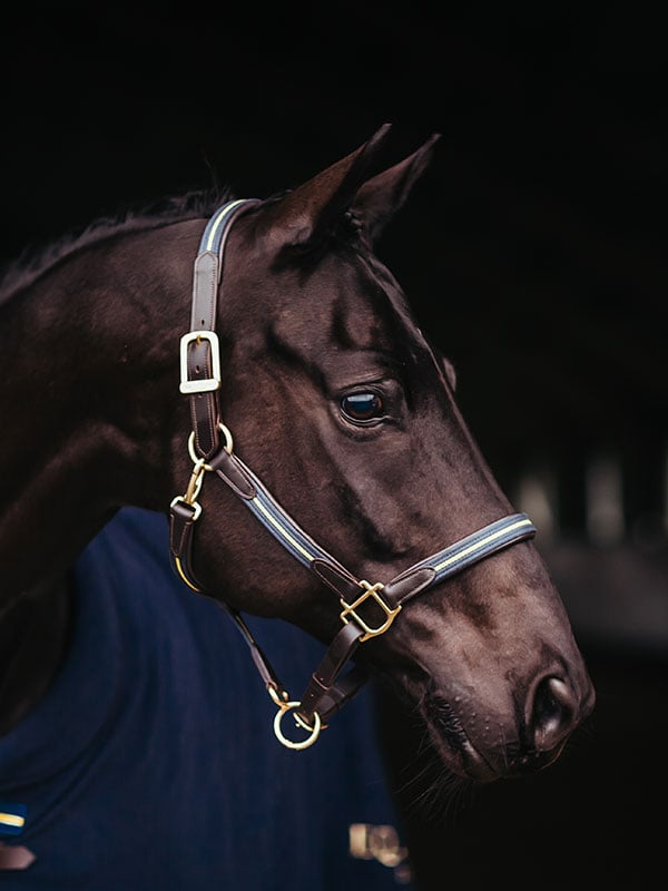 Leather Halter & Lead Chain Equestrian Stockholm Leather Halter & Lead Chain detalle 2