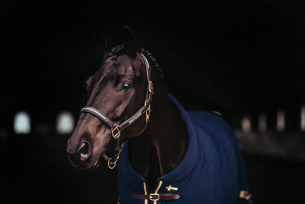 Leather Halter & Lead Chain Equestrian Stockholm Leather Halter & Lead Chain detalle 3