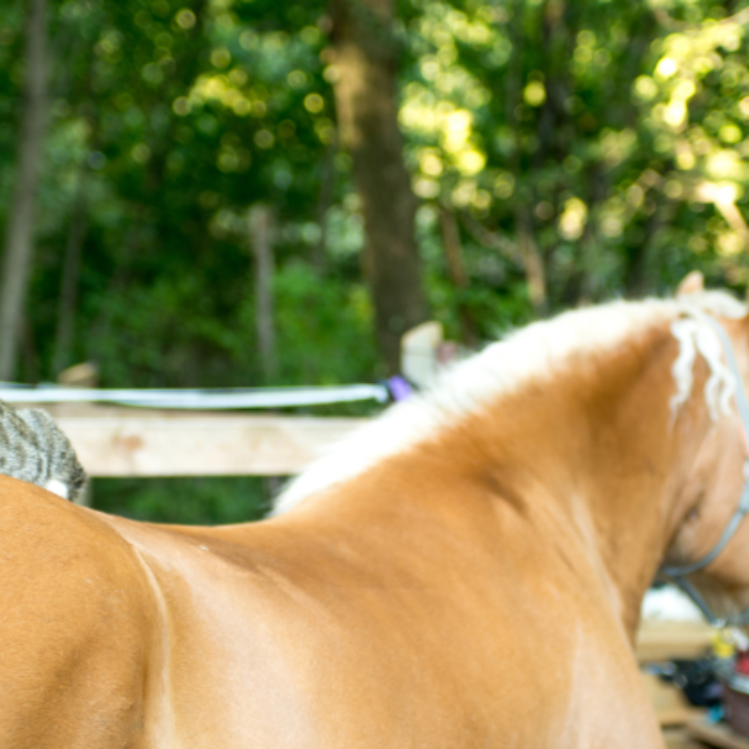 La Mejor Equipación para cuidar el dorso de tu caballo